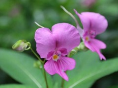 凤仙花种子市场价格多少钱一斤,,凤仙花家庭养殖