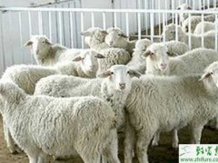 养肉羊的市场前景