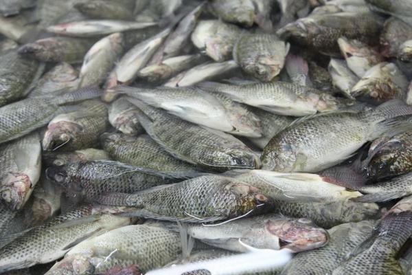 养一亩罗非鱼能赚多少钱？养罗非鱼的成本和利润