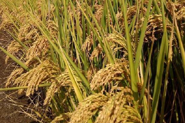 沙漠种植水稻初获成功引发关注