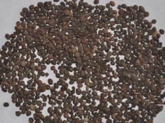 黄芩种子市场价格多少钱一斤,黄芩的繁殖方法