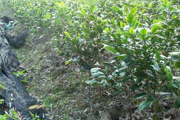 茶花树苗市场价格多少钱一棵 茶花树苗怎么种植