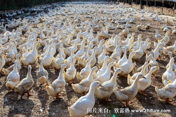 养鸭子利润怎么样