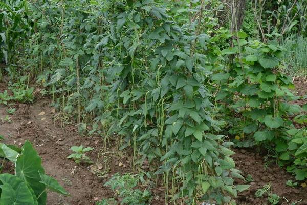 豇豆种子市场价格多少钱一斤