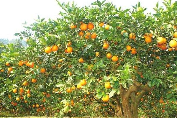 种一亩脐橙能赚多少钱？种脐橙的成本和利润