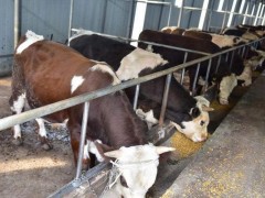 养牛的成本和利润分析