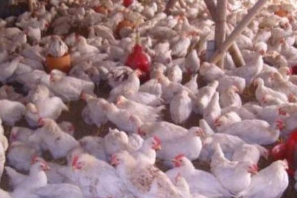 养1000只肉鸡能赚多少钱?养肉鸡的成本和利润