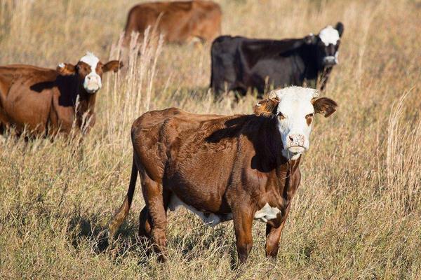 养牛的成本和利润分析