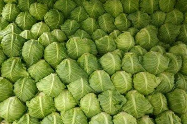 甘蓝菜市场价格多少钱一斤