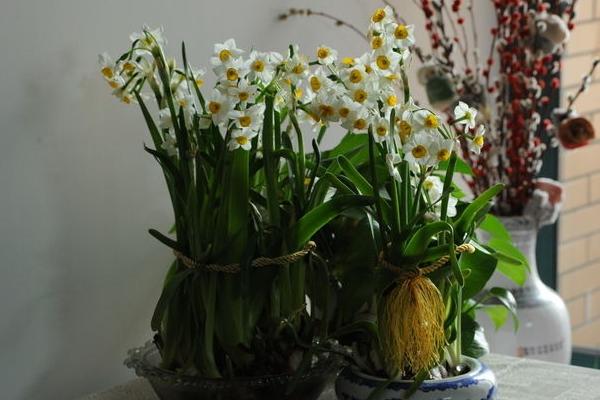 水仙花种子市场价格多少钱一斤 水仙花的养殖方法