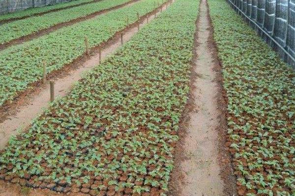 木棉花种子市场价格多少钱一斤 木棉花种子怎么种植
