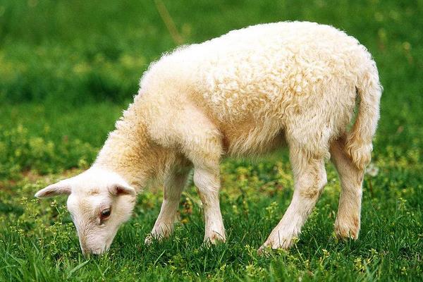 养100只绵羊能赚多少钱？养绵羊的成本和利润