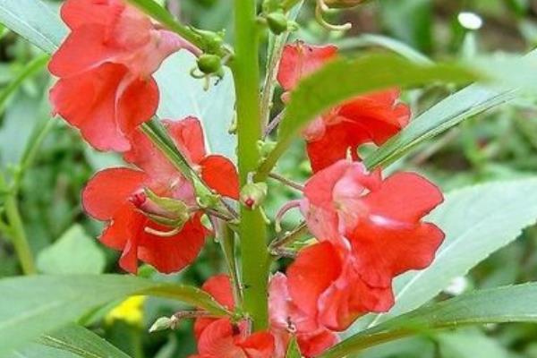 凤仙花种子市场价格多少钱一斤 凤仙花家庭养殖方法