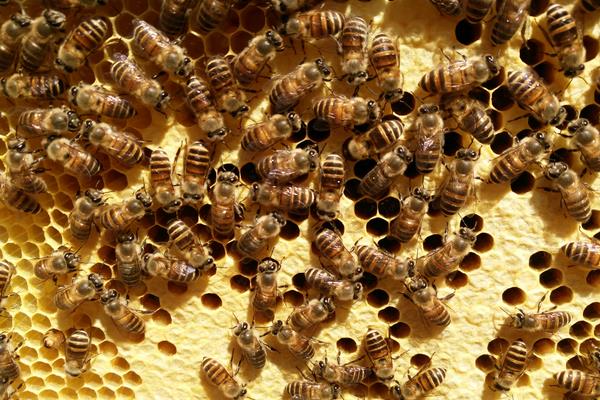 养蜂赚钱吗？