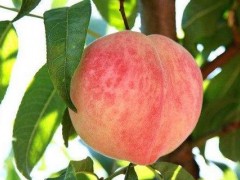 桃子价格多少钱一斤