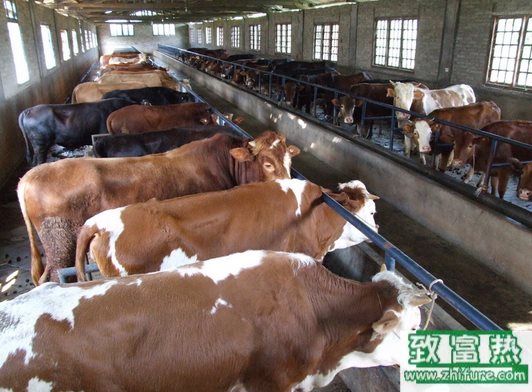 养100头肉牛能赚多少钱？养肉牛的成本和利润