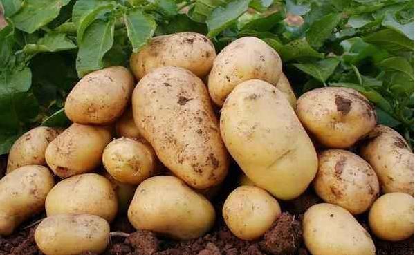 马铃薯种子价格多少钱一斤