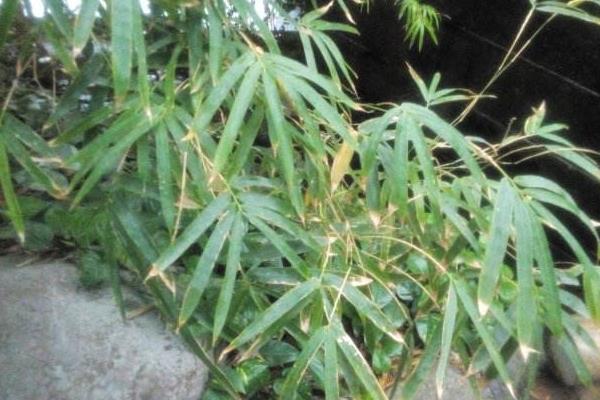 凤尾竹种子市场价格多少钱一斤 凤尾竹种子怎么种