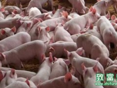 猪价飞涨意味着养殖业的春天到了吗?