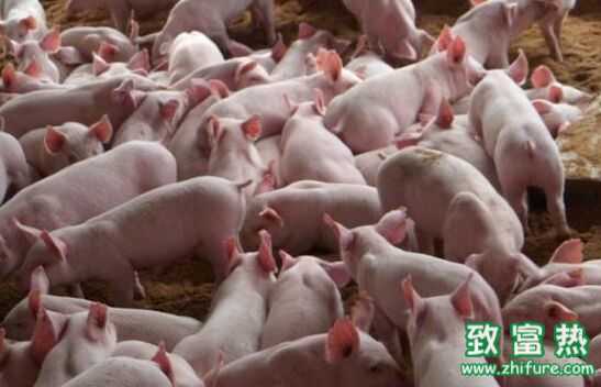 猪价飞涨意味着养殖业的春天到了吗？