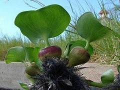 水葫芦种子市场价格多少钱一斤,水葫芦的简介