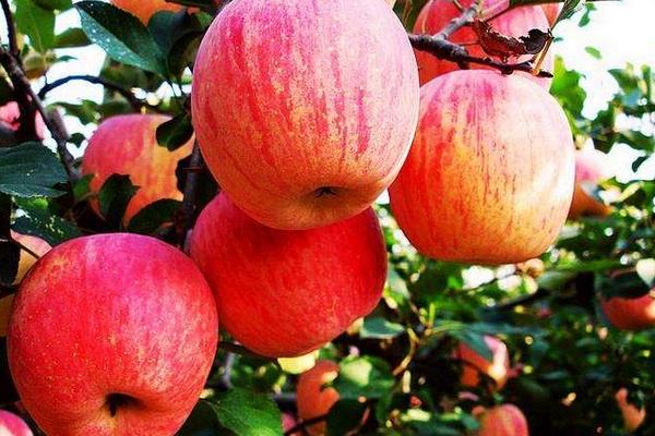 种一亩苹果能赚多少钱？种苹果的成本和利润