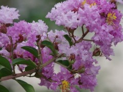 紫薇花种子市场价格多少钱一斤,,紫薇花种子怎么