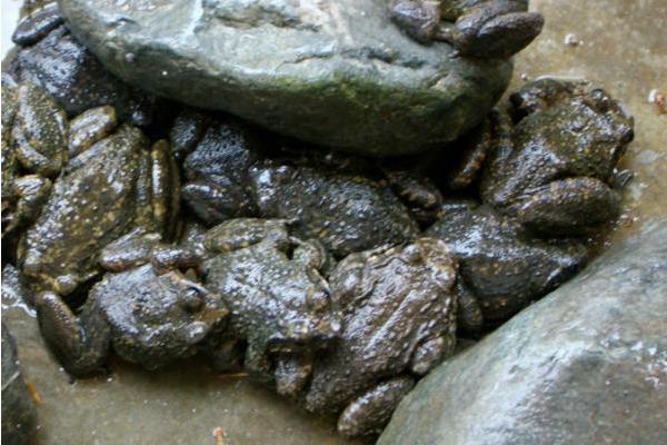 养一亩石蛙能赚多少钱？养石蛙的成本和利润
