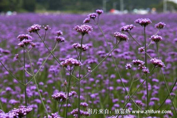 柳叶马鞭草种子价格多少钱一斤