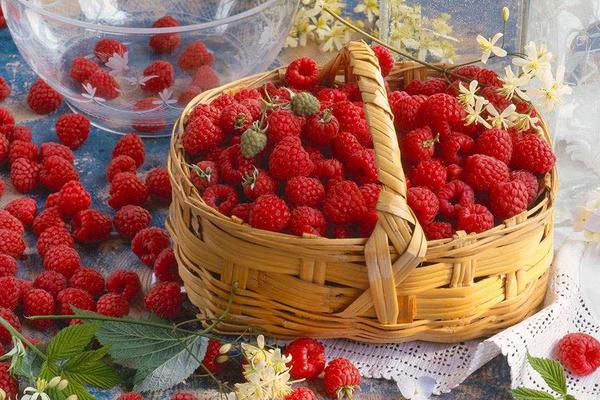 种一亩树莓能赚多少钱？种树莓的成本和利润