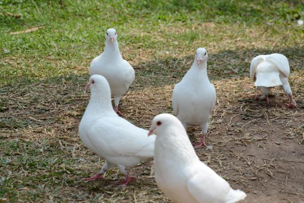 2017年肉鸽养殖前景到底怎么样？