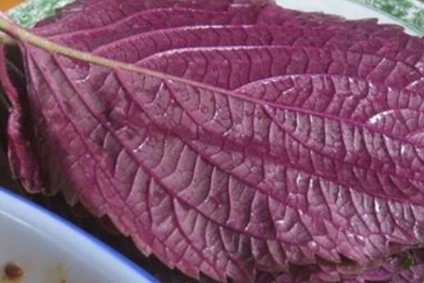 紫苏市场价格多少钱一斤
