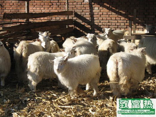 养1000只羊需要多少成本？养羊的成本和利润