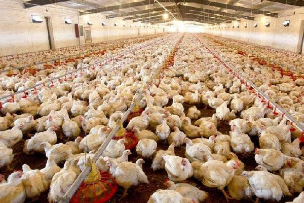 养1000只肉鸡能赚多少钱?养肉鸡的成本和利润