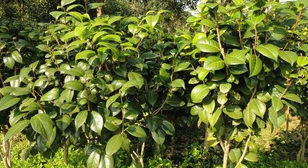 茶花树苗市场价格多少钱一棵 茶花树苗怎么种植