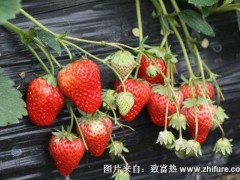 种一亩草莓能赚多少钱?种草莓的成本和利润