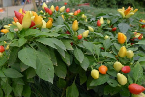 五彩椒种子市场价格多少钱一斤 五彩椒的品种
