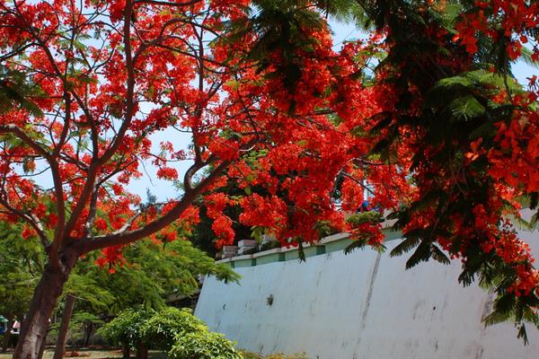 凤凰木种子市场价格多少钱一斤 凤凰木种子怎么种