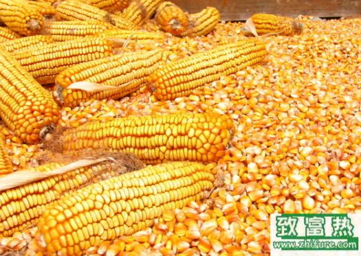 华北玉米市场竞争力沦陷 未来玉米定价权将归谁