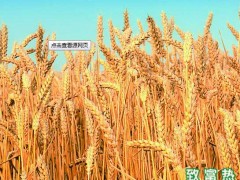 政策将决定小麦市场的生产销售