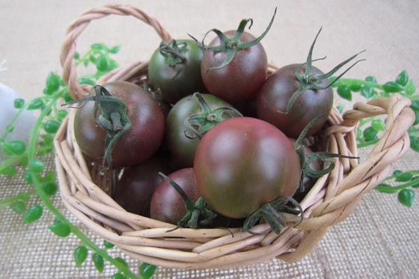 黑番茄价格多少钱一斤
