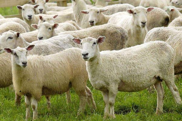 养100只绵羊能赚多少钱？养绵羊的成本和利润