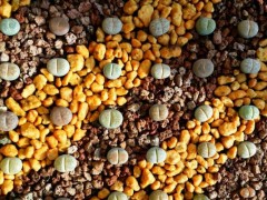 生石花种子市场价格多少钱一斤,生石花种子播种