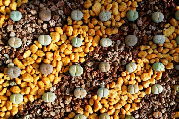 生石花种子市场价格多少钱一斤 生石花种子播种方法