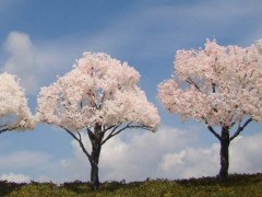 樱花树苗市场价格多少钱一棵,樱花树有哪些价值