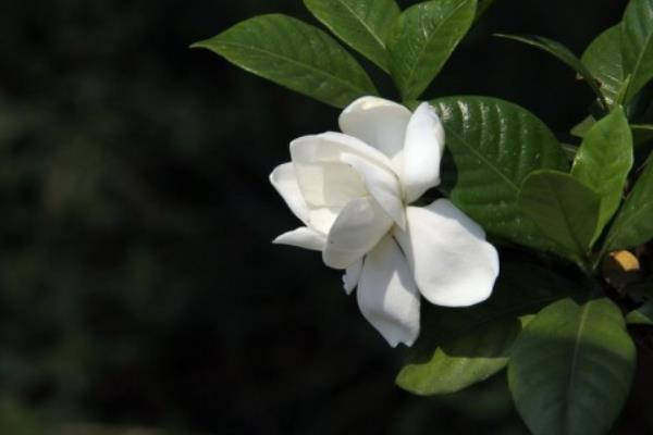 栀子花种子市场价格多少钱一斤 栀子花种子怎么种