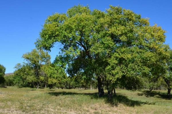 榆树市场价格多少钱一棵（20年、30年、50年等） 榆树盆景制作方法