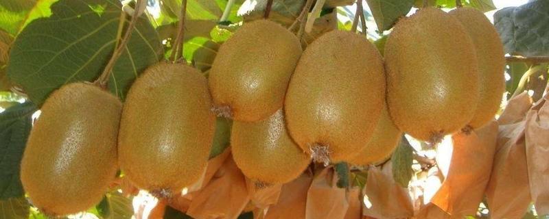 徐香猕猴桃价格多少钱一斤