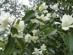 白兰花种子市场价格多少钱一斤,白兰花的繁殖方