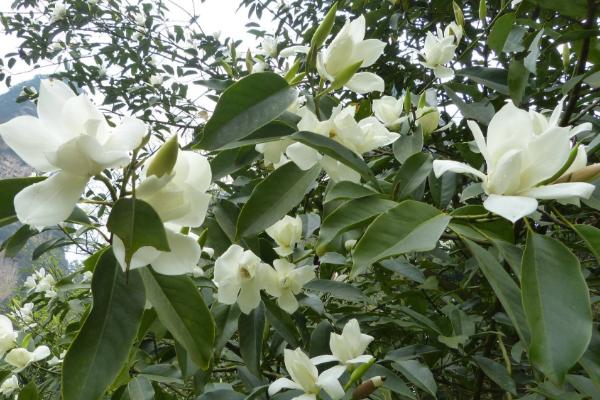 白兰花种子市场价格多少钱一斤 白兰花的繁殖方法